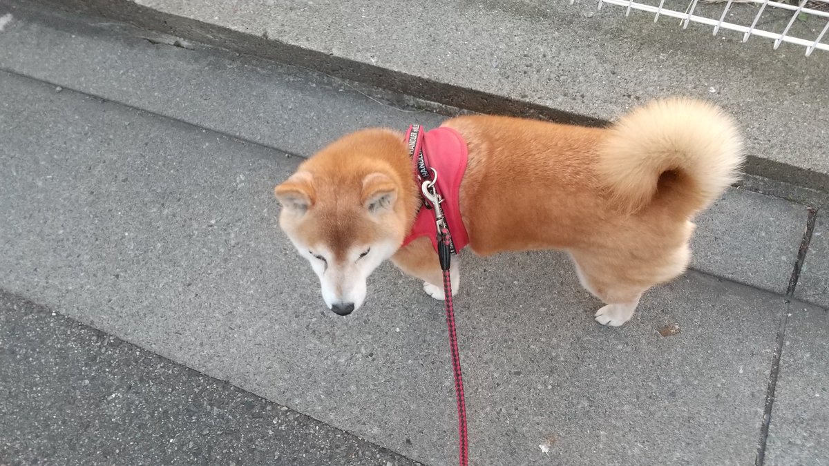 夕方散歩

段々日が長くなってきましたね 