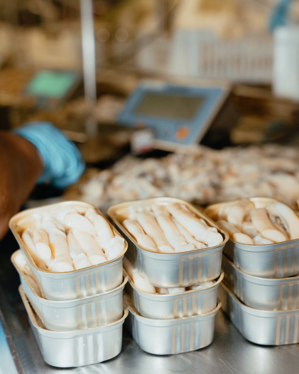 🔎 En nuestra fábrica realizamos una minuciosa selección manual de cada navaja, asegurando que solo las mejores lleguen a tu mesa.

#ConservasPortomar #Portomar #Navaja