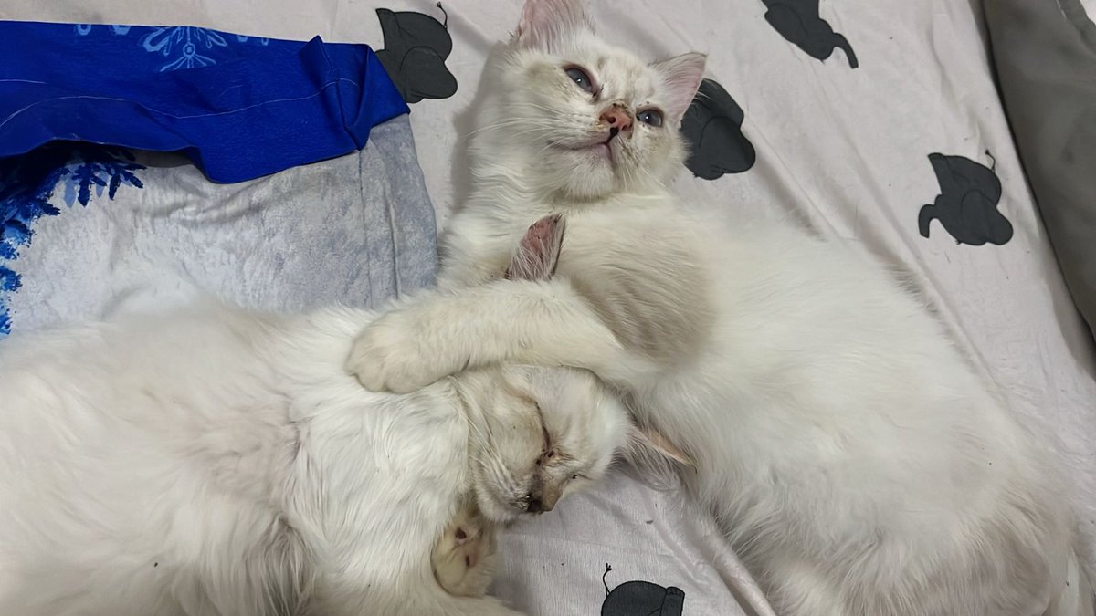 Bayi bayi gue ditinggal baru 3 hari dah cemong kotor jorok

KALIAN KALAU MAKAN GIMANA?