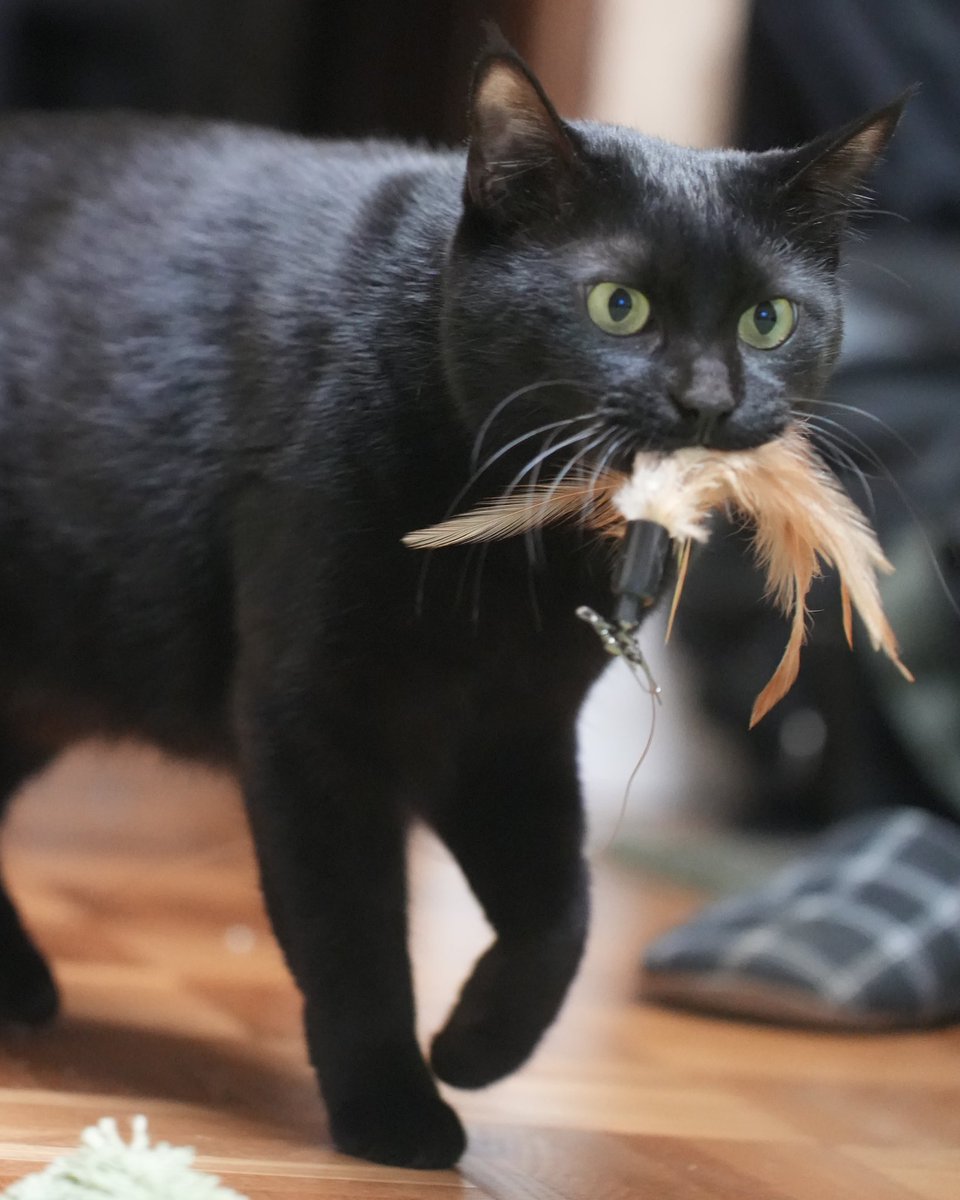 黒猫つくねちゃん太しっぽ (@oreo_blackcat) / Posts / X