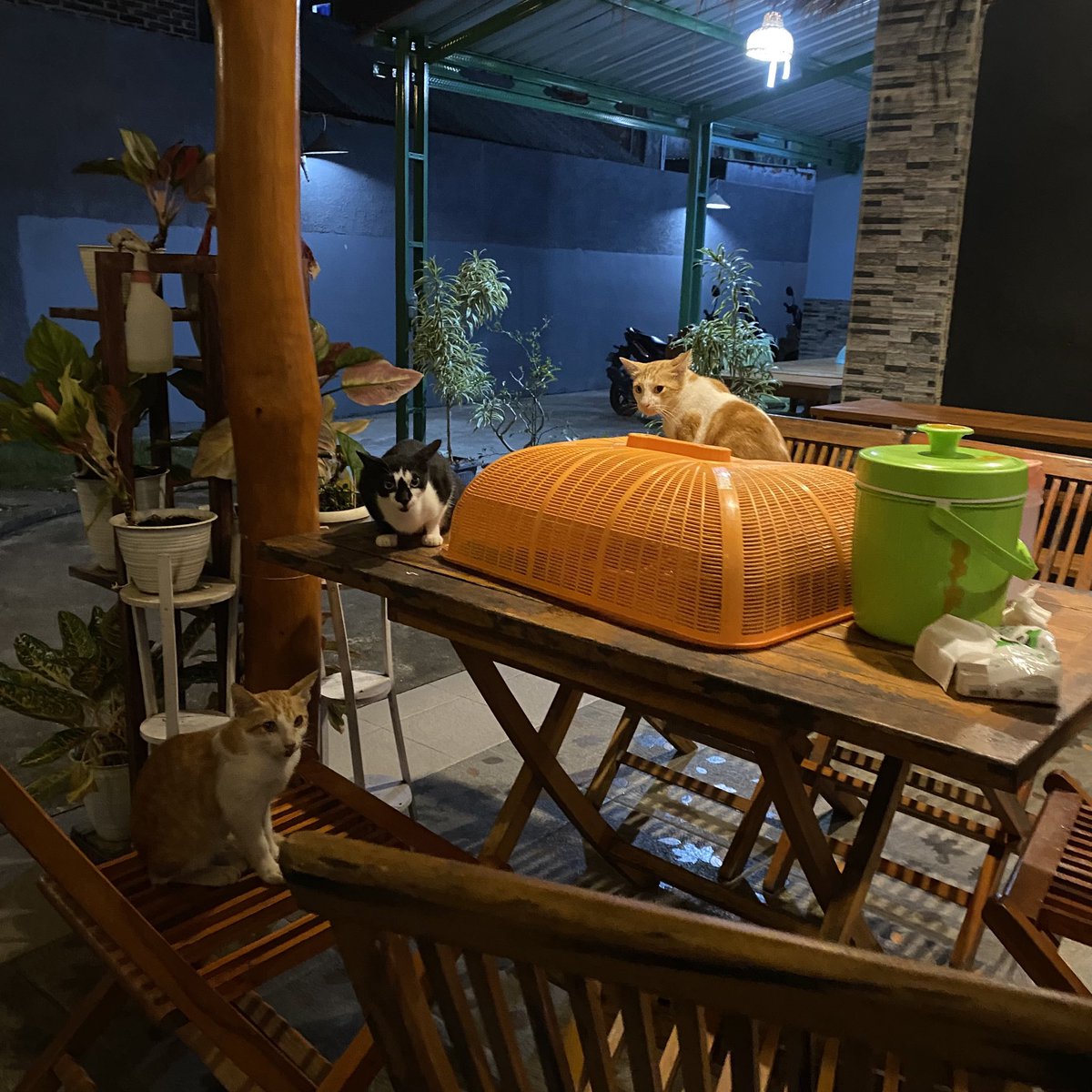 dpprvr's tweet photo. bonus kucing yang suka nemenin makan https://t.co/fZloVZIDeP