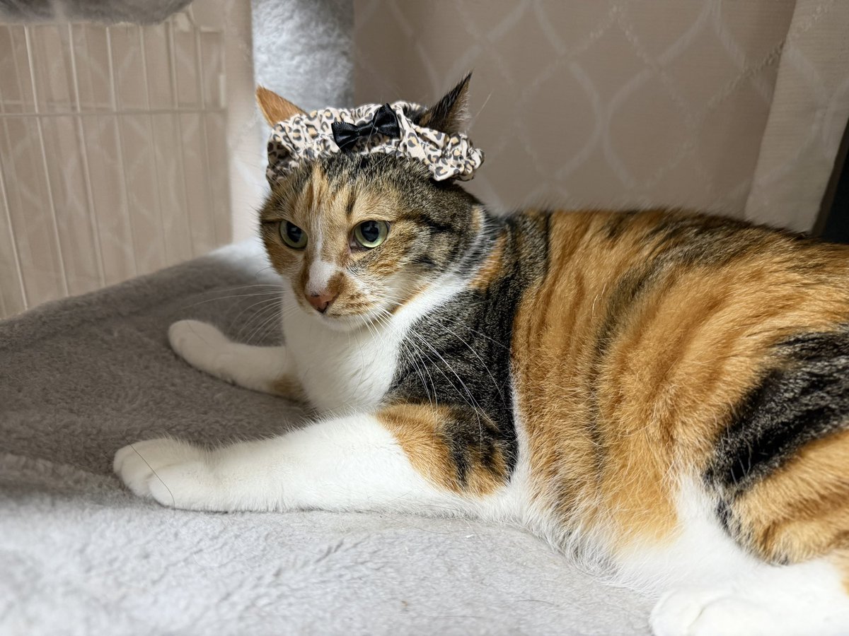 ちゃもみ tweet media