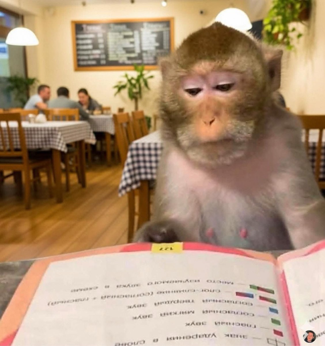 ZamakonkeK's tweet image. Me pretending to read the menu knowing I'm going for the promo I saw on Instagram: