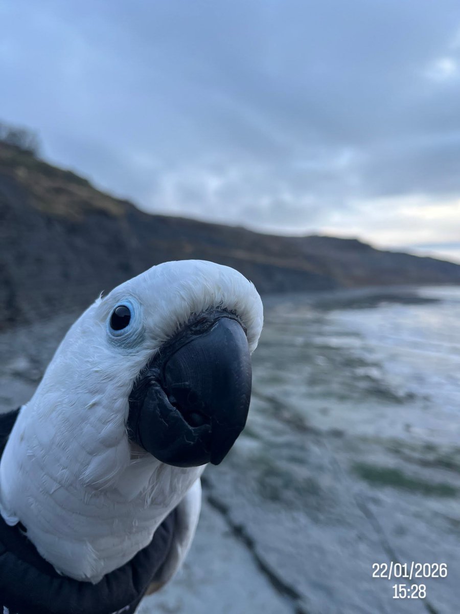 South West Coastal Monitoring tweet media