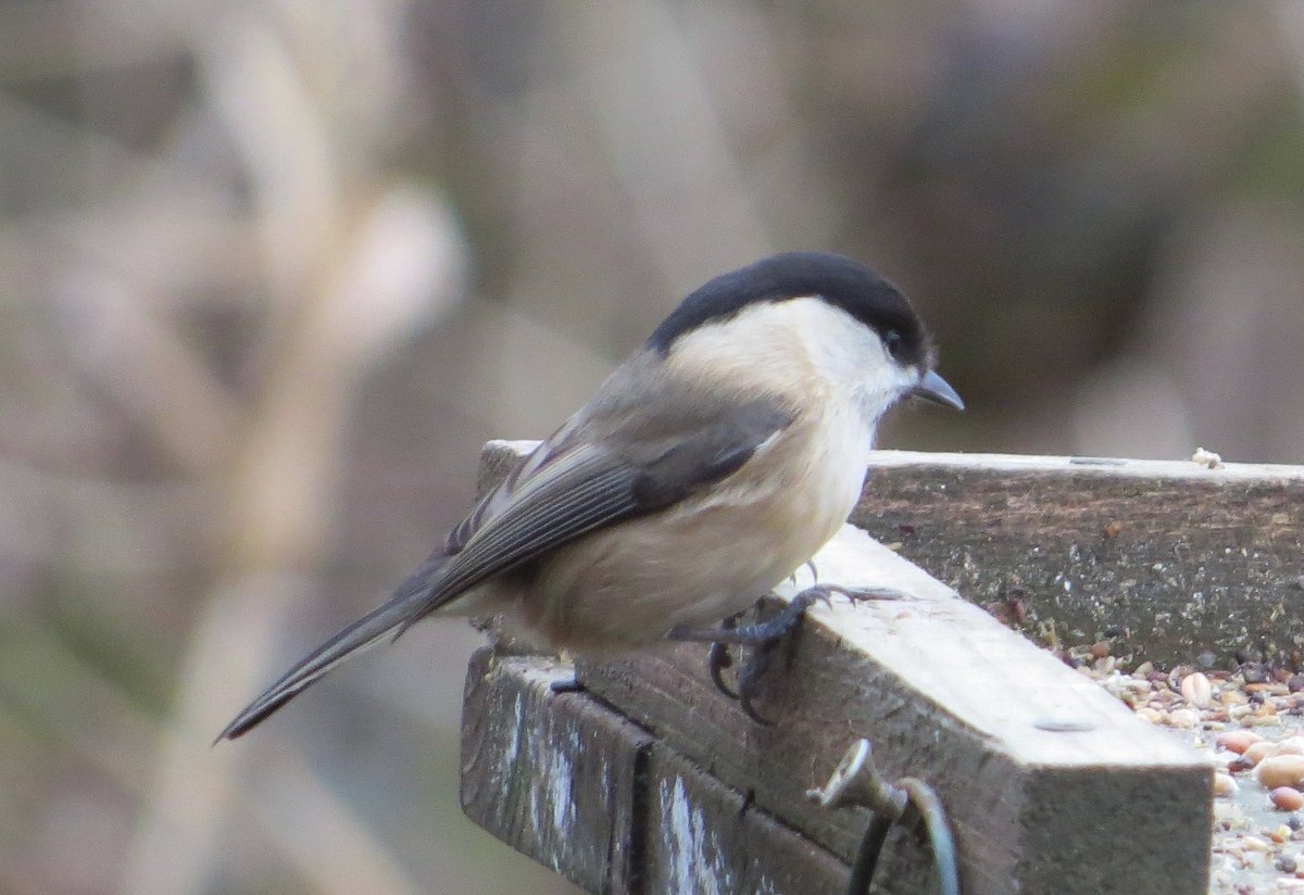 Paul Cashmore tweet media