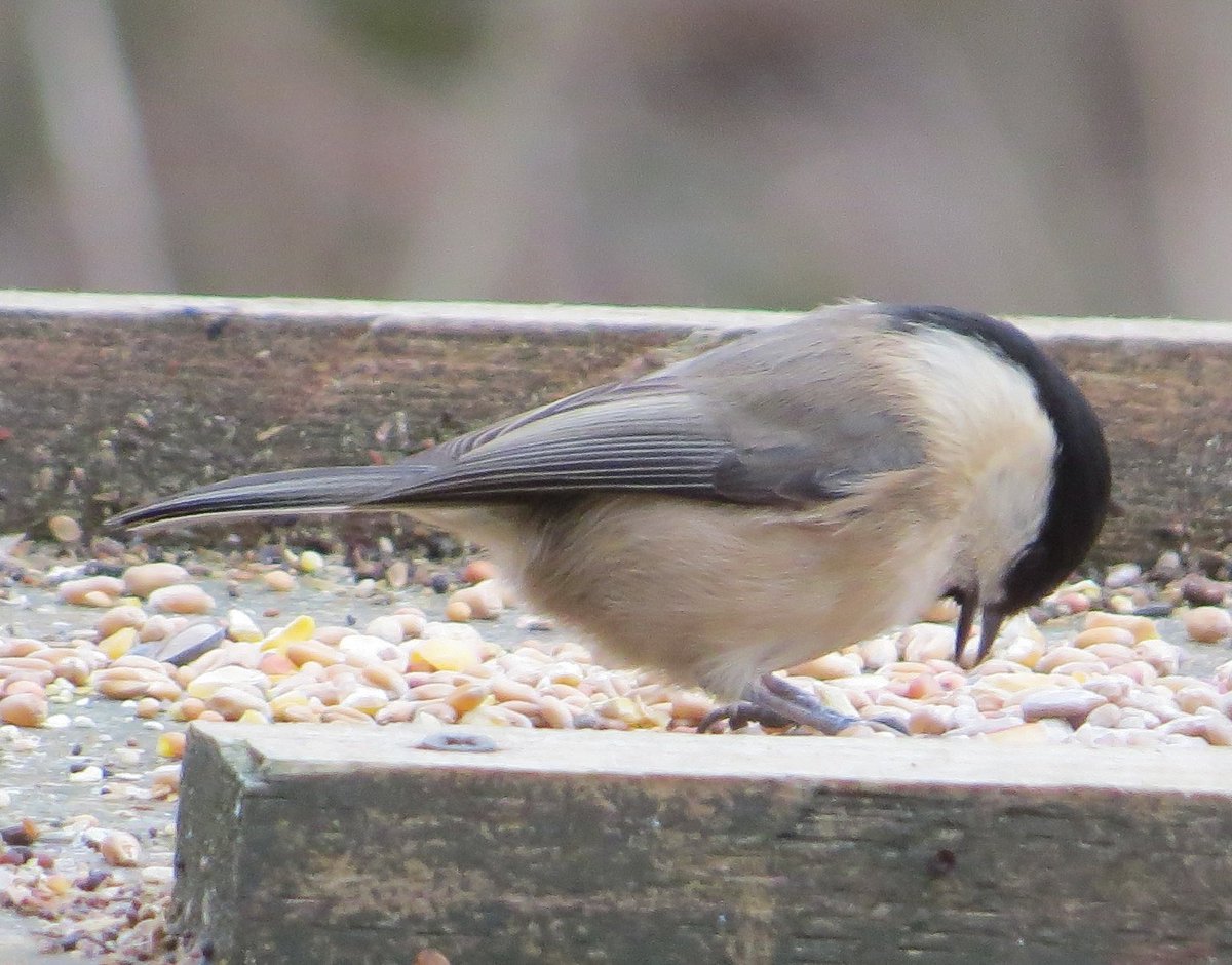 Paul Cashmore tweet media