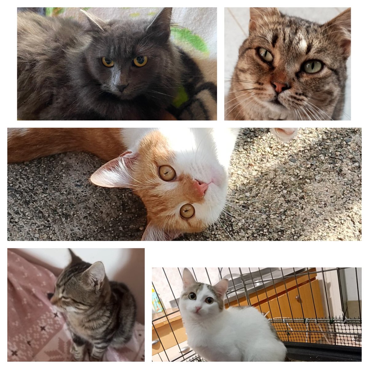 Sabato arriveranno loro, dobbiamo raccogliere circa €. 300. La raccolta delle sterilizzazioni sta andando male, blocchiamo recuperi e sterilizzazioni programmate. Al momento siamo fermi. 
Per chi volesse aiutarci:
IT89Z0538781591000043031902  PAYPAL: donazioni@baffirandagi.com