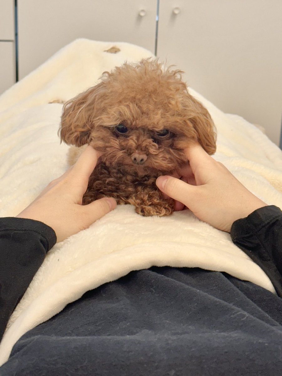 봉현 tweet media
