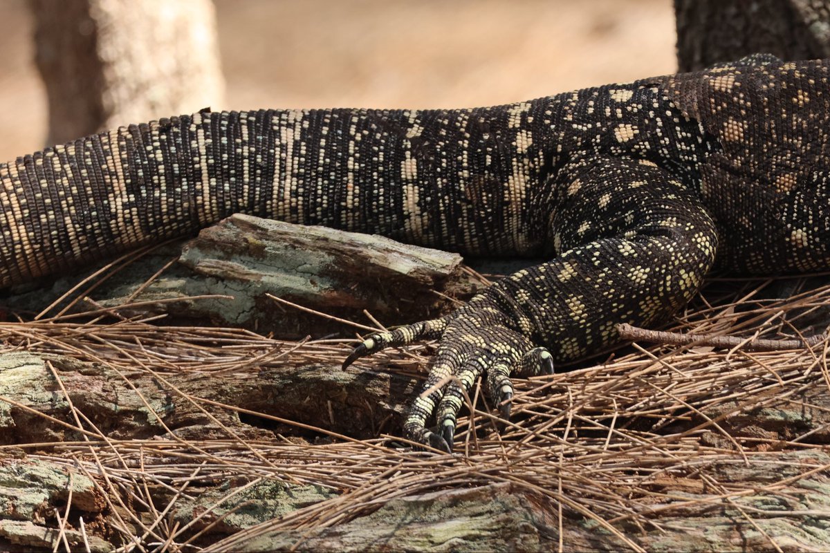 StellaBella67's tweet photo. Goanna details
#lacemonitor #goanna #australianwildlife https://t.co/8N2OcPNyL8