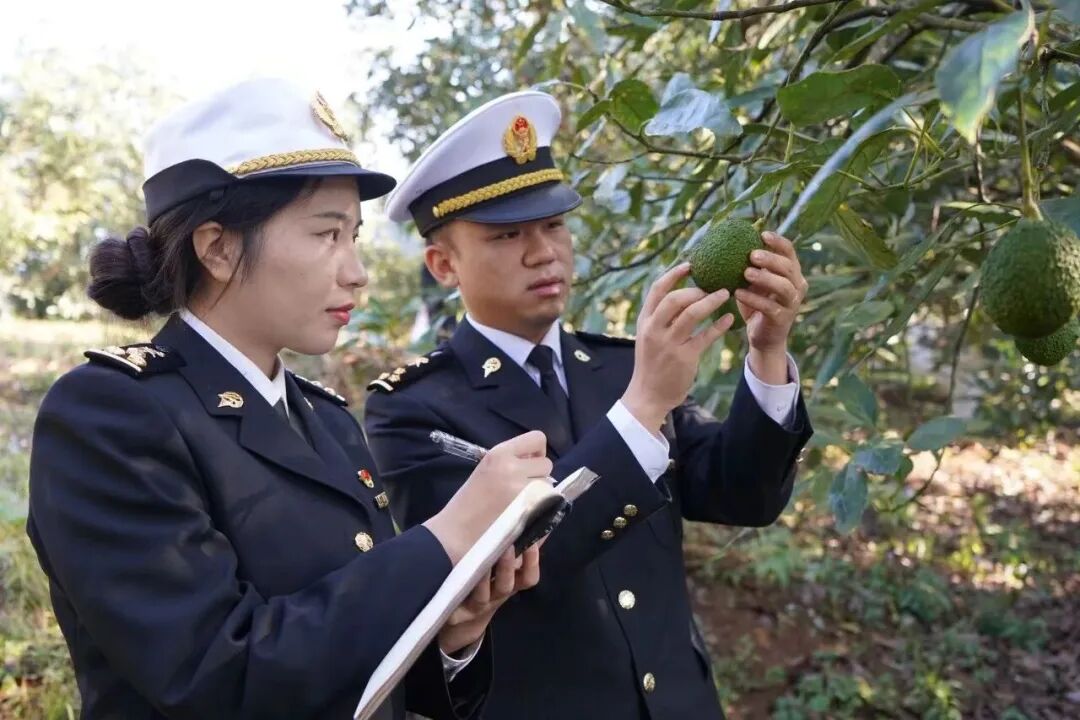 AmazingPuer's tweet photo. Pu’er avocados go global 🥑🌏
1.5 tons from Menglian were exported for the first time to Malaysia and Thailand, marking a breakthrough for China’s largest avocado-growing base.

#Puer #YunnanAvocado #FirstExport #​Menglian https://t.co/74piWmf2H3