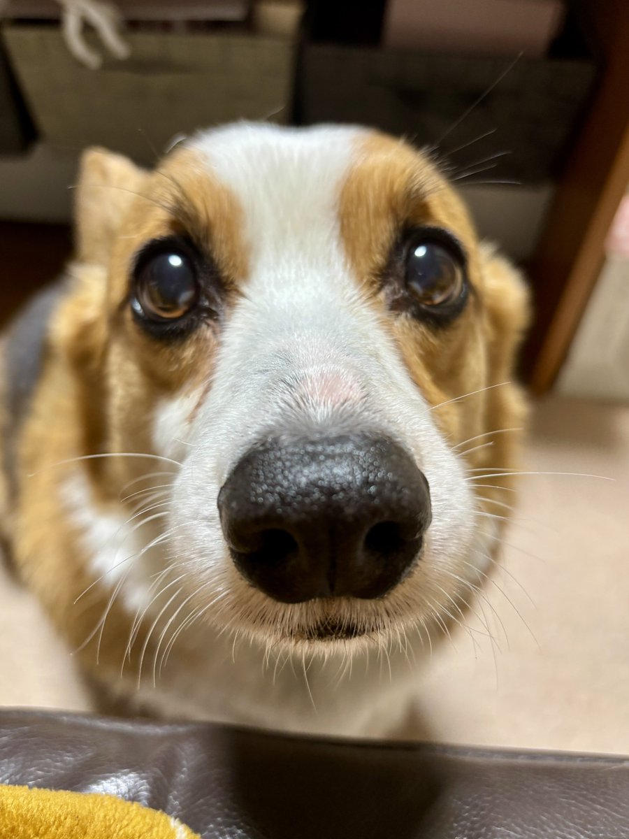 可愛いね〜　#コーギー