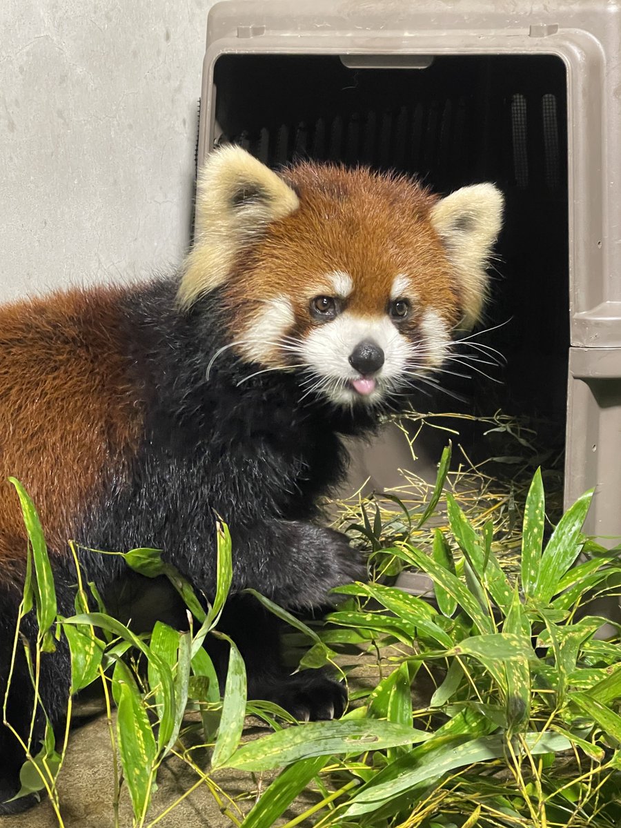 あさのさ (@lob9eoVJwogGGe0) / Posts / X