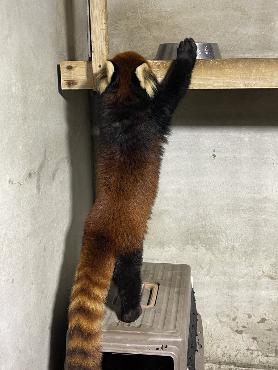 鯖江市西山動物園 tweet media