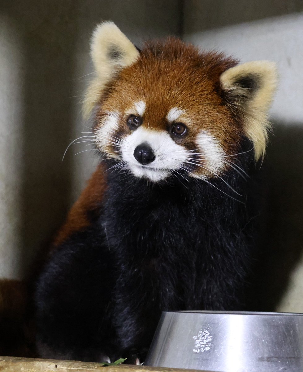 鯖江市西山動物園 tweet media