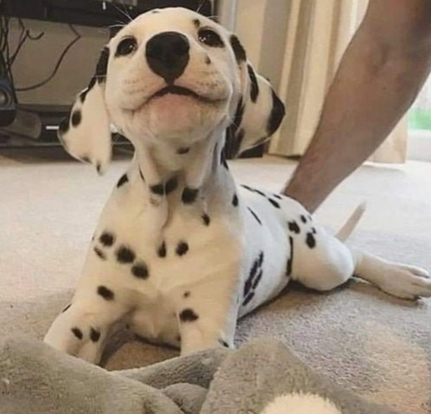 TweeetsOfDogs's tweet image. The last thing you ate is his name 💖