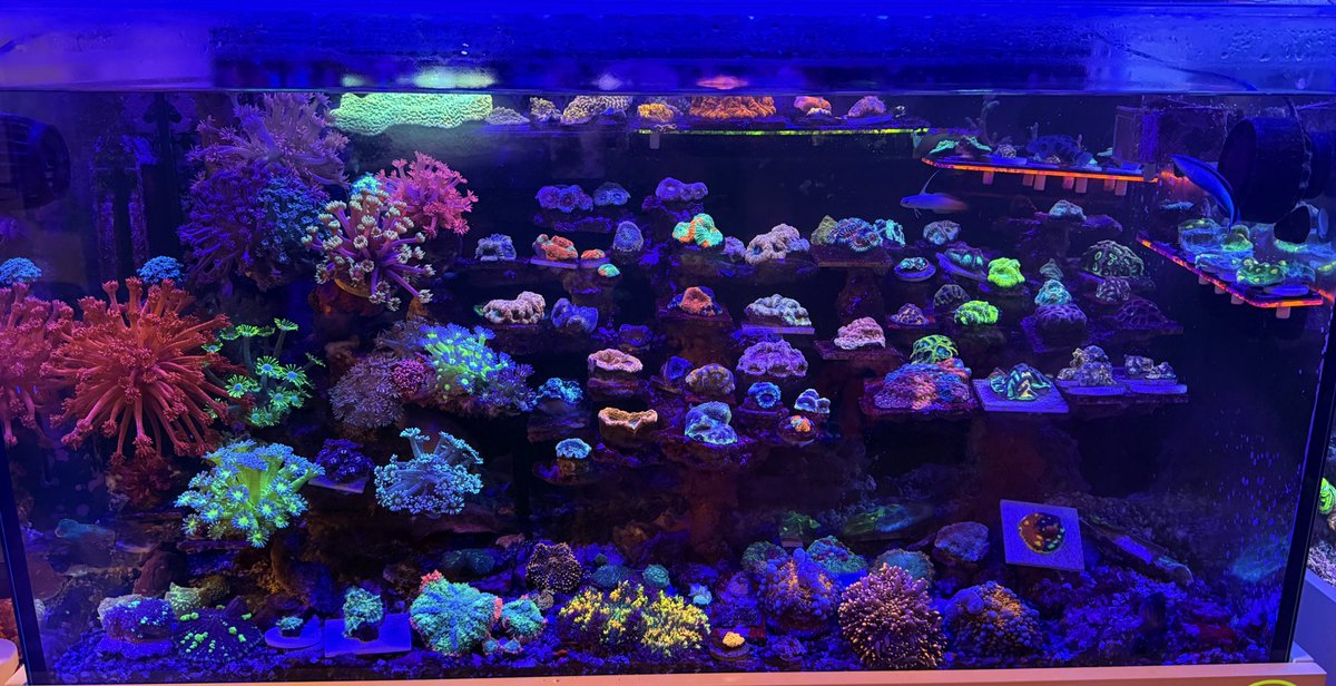 レイアウト完成してから全景載せてなかったような🙄🪸✨