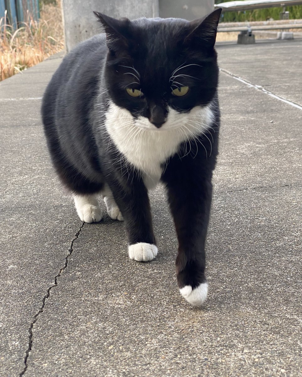 にゃん太郎 (@nyannyan__taro) / Posts / X