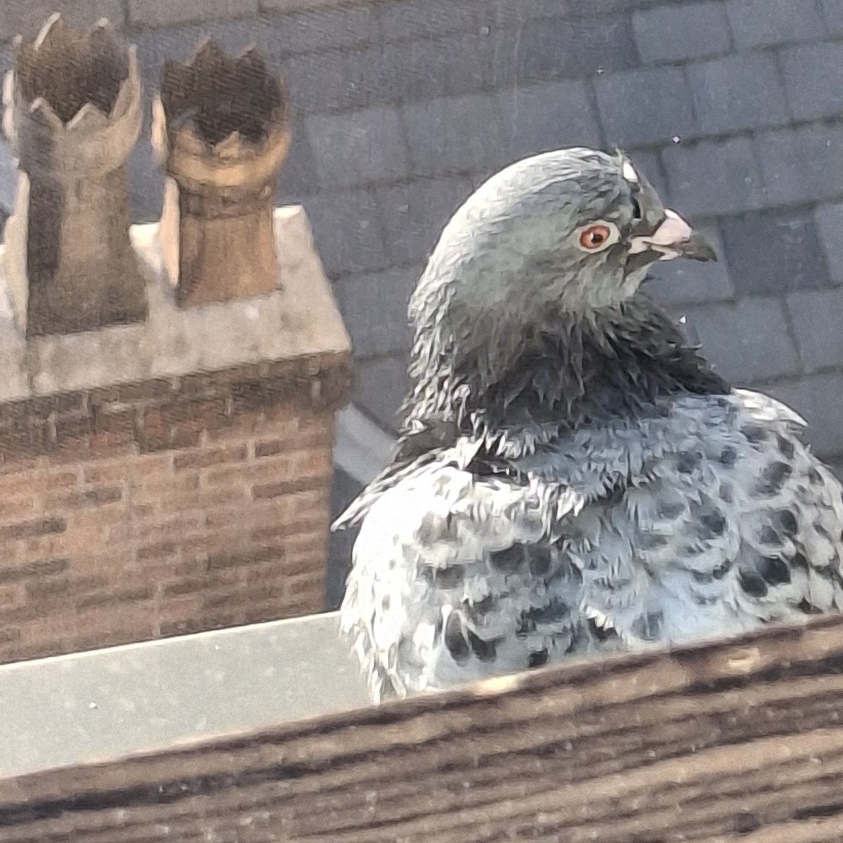 natalieben's tweet photo. #FirstBird of the day. Enjoying the sunshine in central Manchester https://t.co/pc9DacjVym