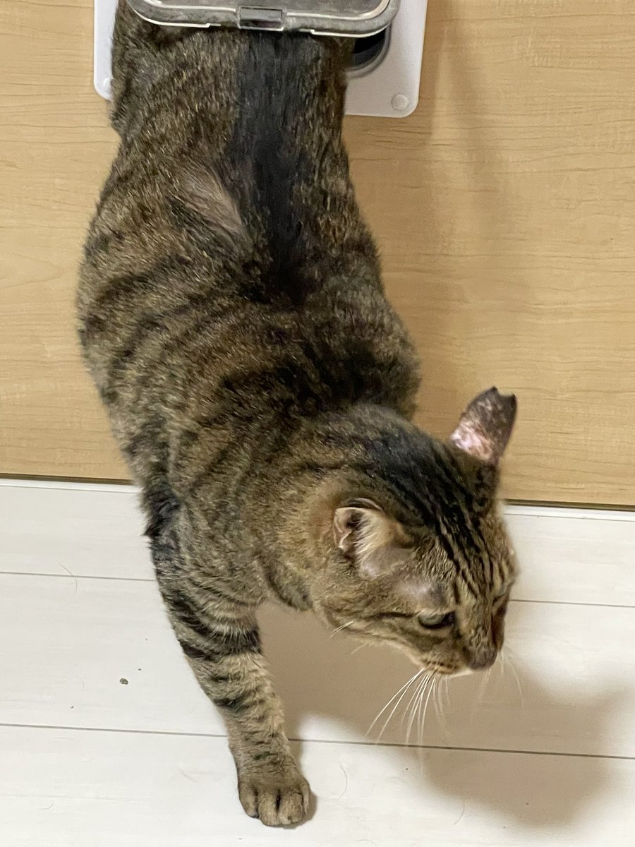 高さ間違えて予定より高く設置してしまったけど、すっかり使いこなしてくれてる🐱

クラファンで手術代支援して頂いた元地域猫です。