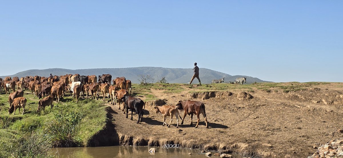 Kenya Conservancies tweet media