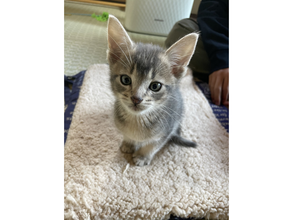 双子の可愛い子猫
愛知県 ♂ 生後2ヶ月 のネコちゃんです。
 #猫の里親募集 #愛知県
詳細：neko-jirushi.com/foster/233580/
写真：