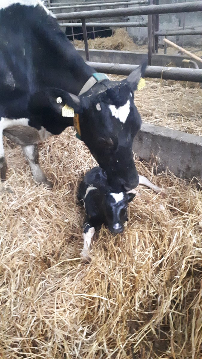 Caroline O'Donovan tweet media