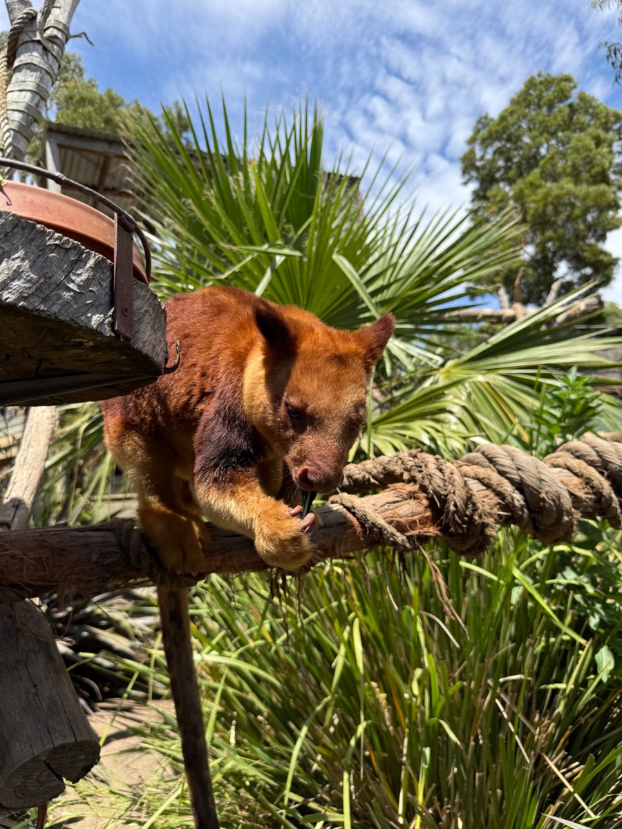 STØNE 🦘 tweet media