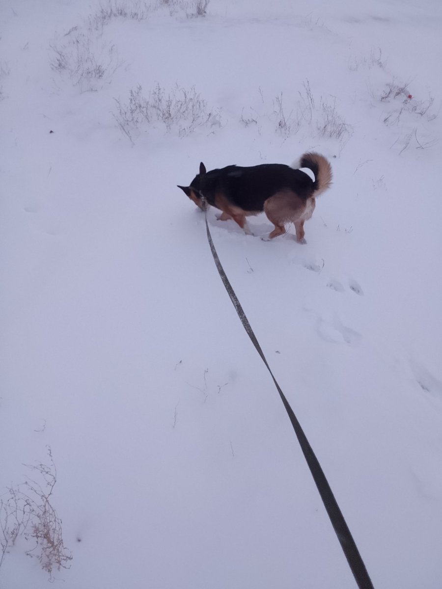 Собаке конечно сне в кайф.