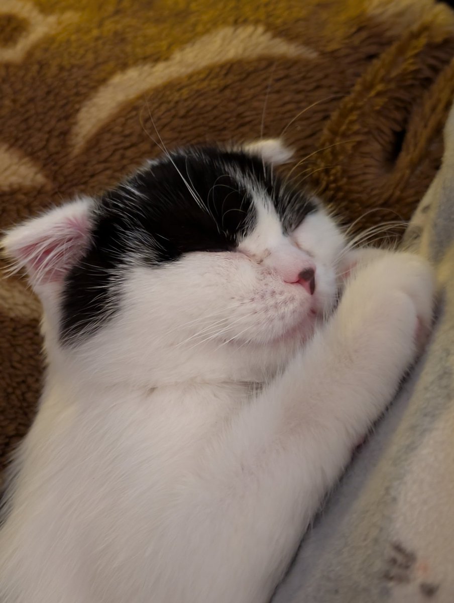 Банши орет, потому что просто заебалась tweet media