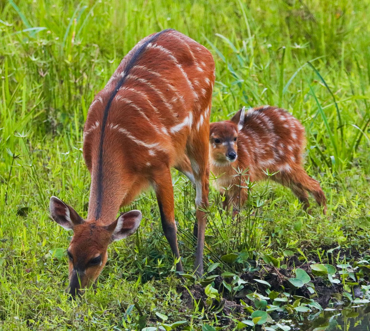 WCS Congo tweet media