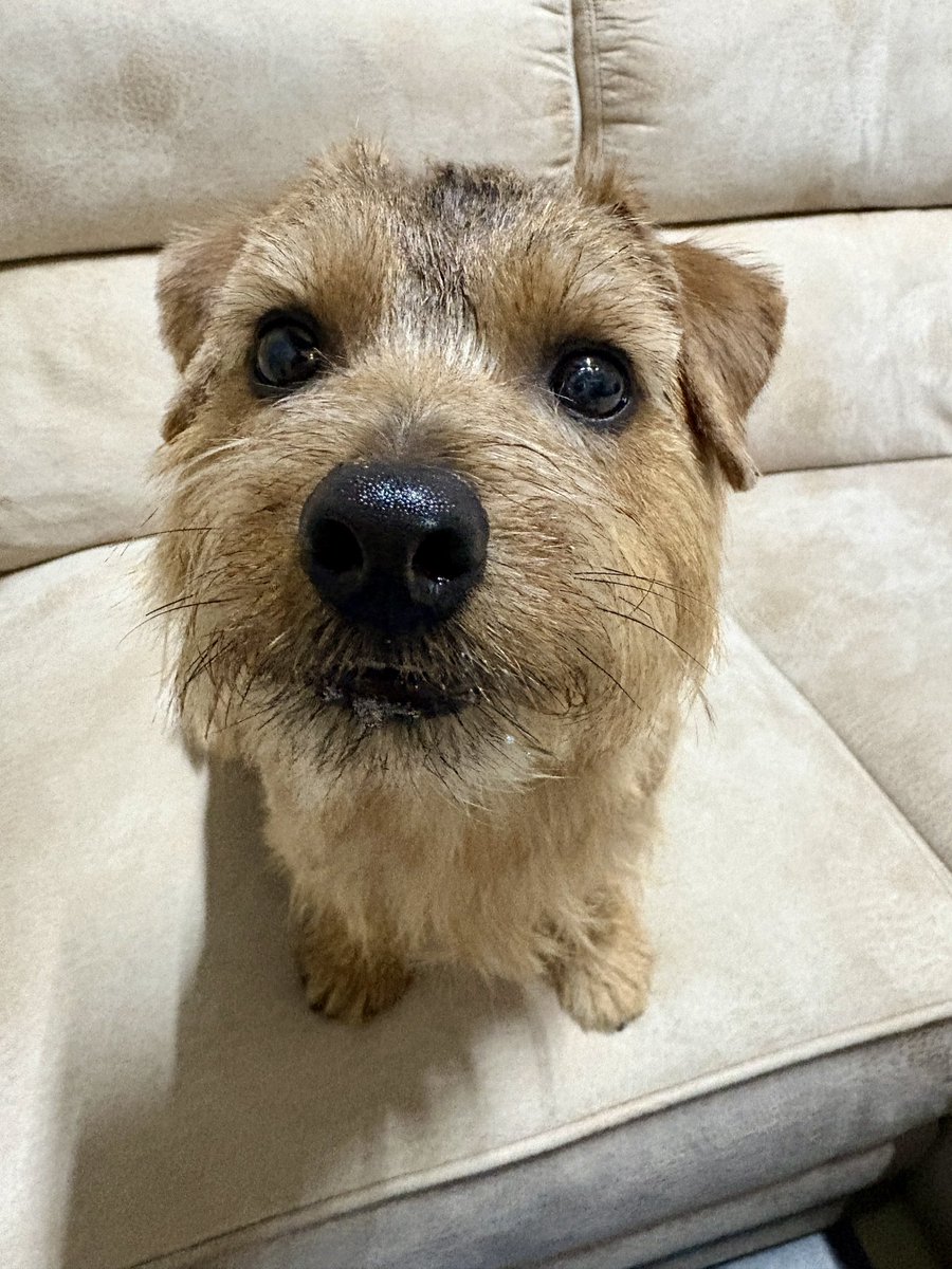 プラッキング✂︎に行ってきました。
スッキリふわっと良い香り✨
今日もいつも通りお利口さんにしてましたよとトリマーさんに言ってもらいました✨
えらい子ちゃん、お疲れさま♡