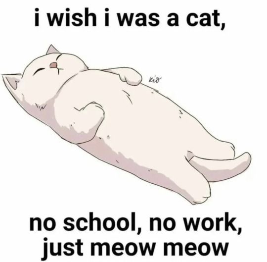 Catsillyness's tweet image. 