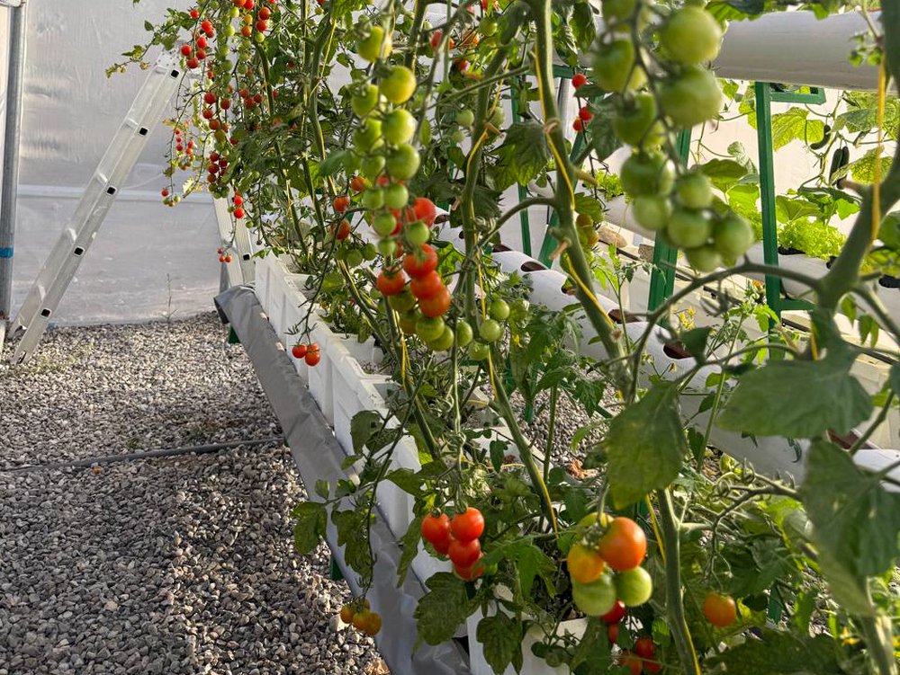 arabiandailys's tweet image. Hydroponic Farming Initiative Supports Food Security in Wilayat of Rustaq

read more at arabiandaily.com

#oman #rustaq