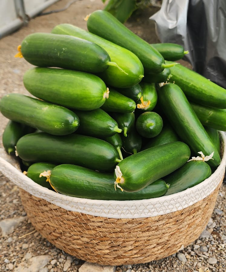arabiandailys's tweet image. Hydroponic Farming Initiative Supports Food Security in Wilayat of Rustaq

read more at arabiandaily.com

#oman #rustaq