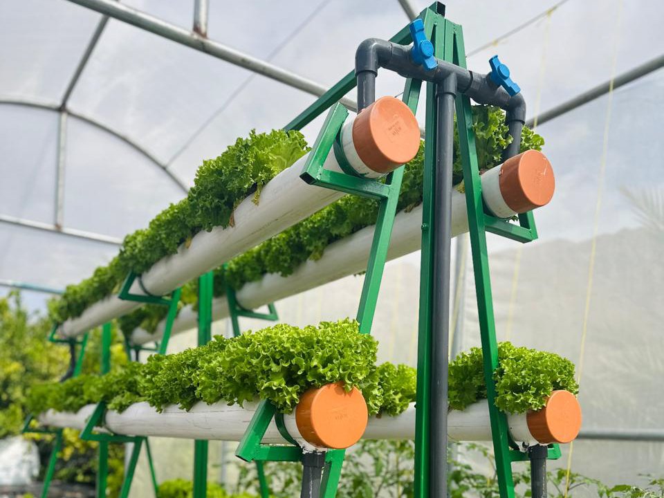 arabiandailys's tweet image. Hydroponic Farming Initiative Supports Food Security in Wilayat of Rustaq

read more at arabiandaily.com

#oman #rustaq