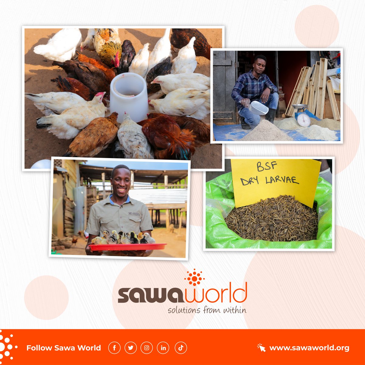 Sawa World tweet media