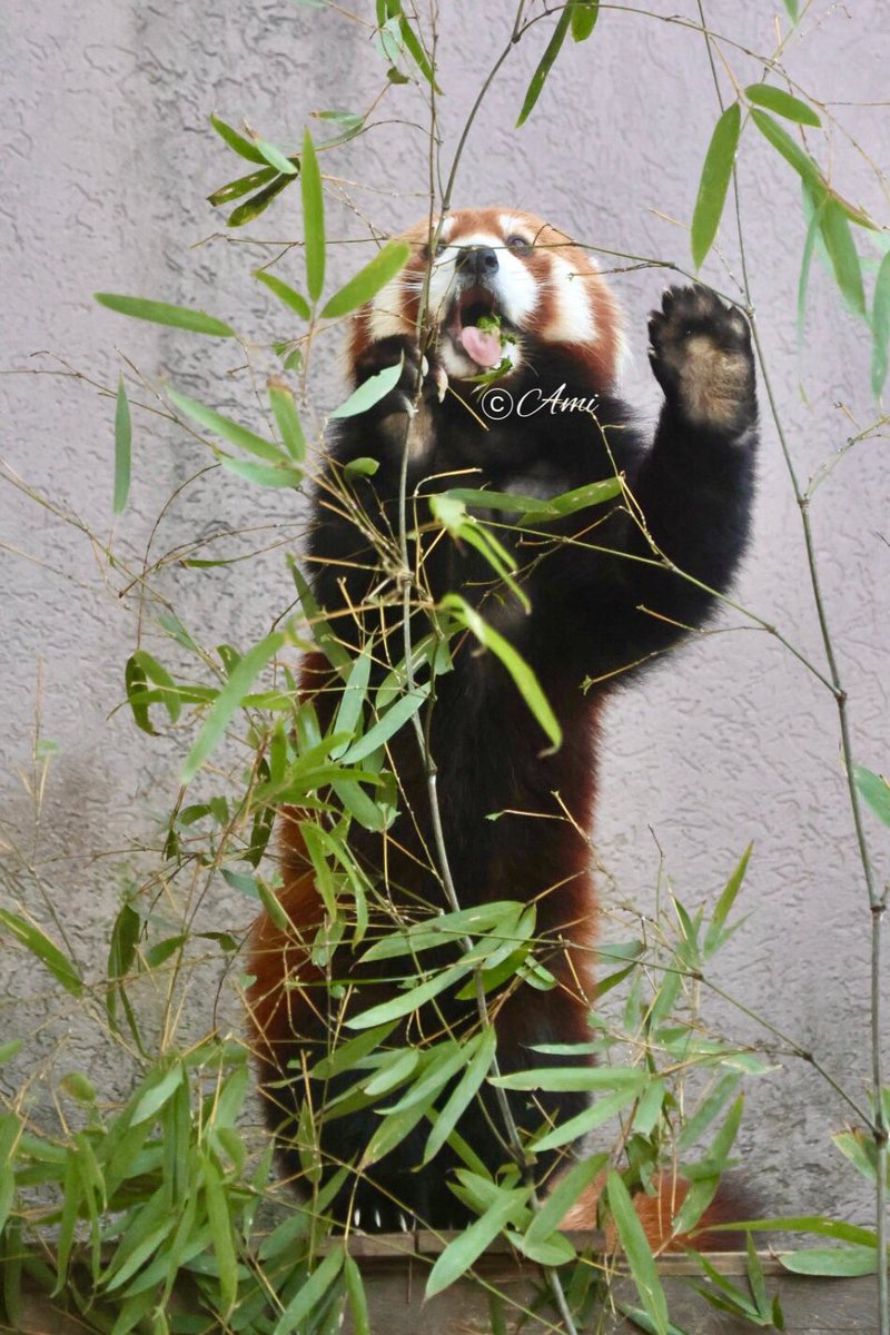 うんまあぁぁぁぁいっっ！！！！』（1/26） #徳山動物園 #周南市徳山