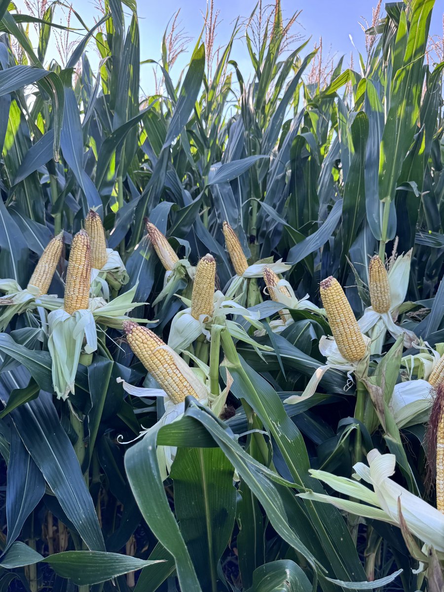 Rodrigo Fernández Erostarbe tweet media