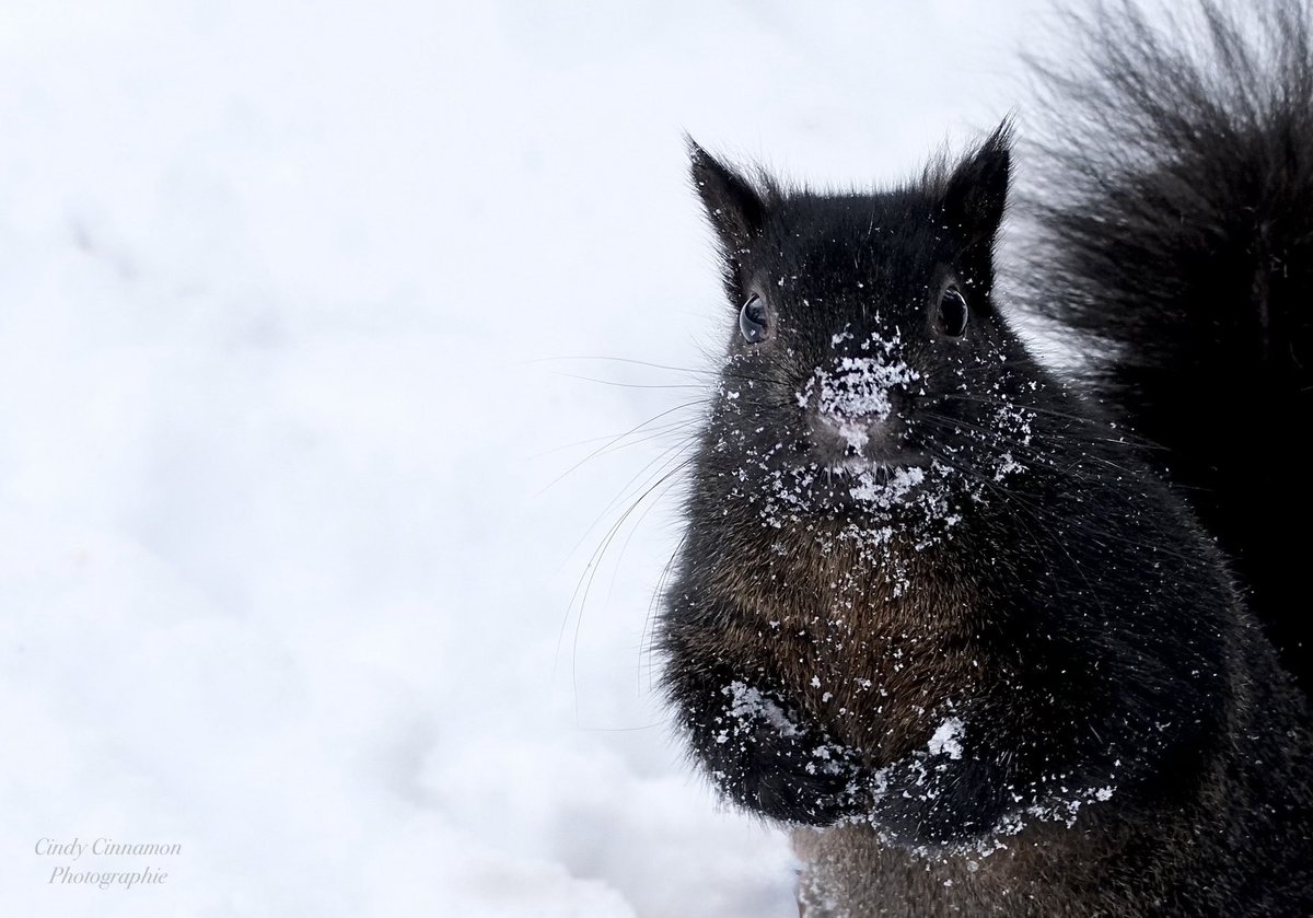 Cindy Cinnamon Photographie
CindyCinnamon.com
Fujifilm X-T50
Sigma 100-400mm
ISO 320 - 150mm - F5 - 1/300

#FujifilmXT50 #XT50 #Sigma #XPhotographers #SocialMedia #FujifilmPhotography #Nature #WildLife #Squirrel #Ecureuil #Surprise #Comedy #Argument #Natural #Quebec #Canada