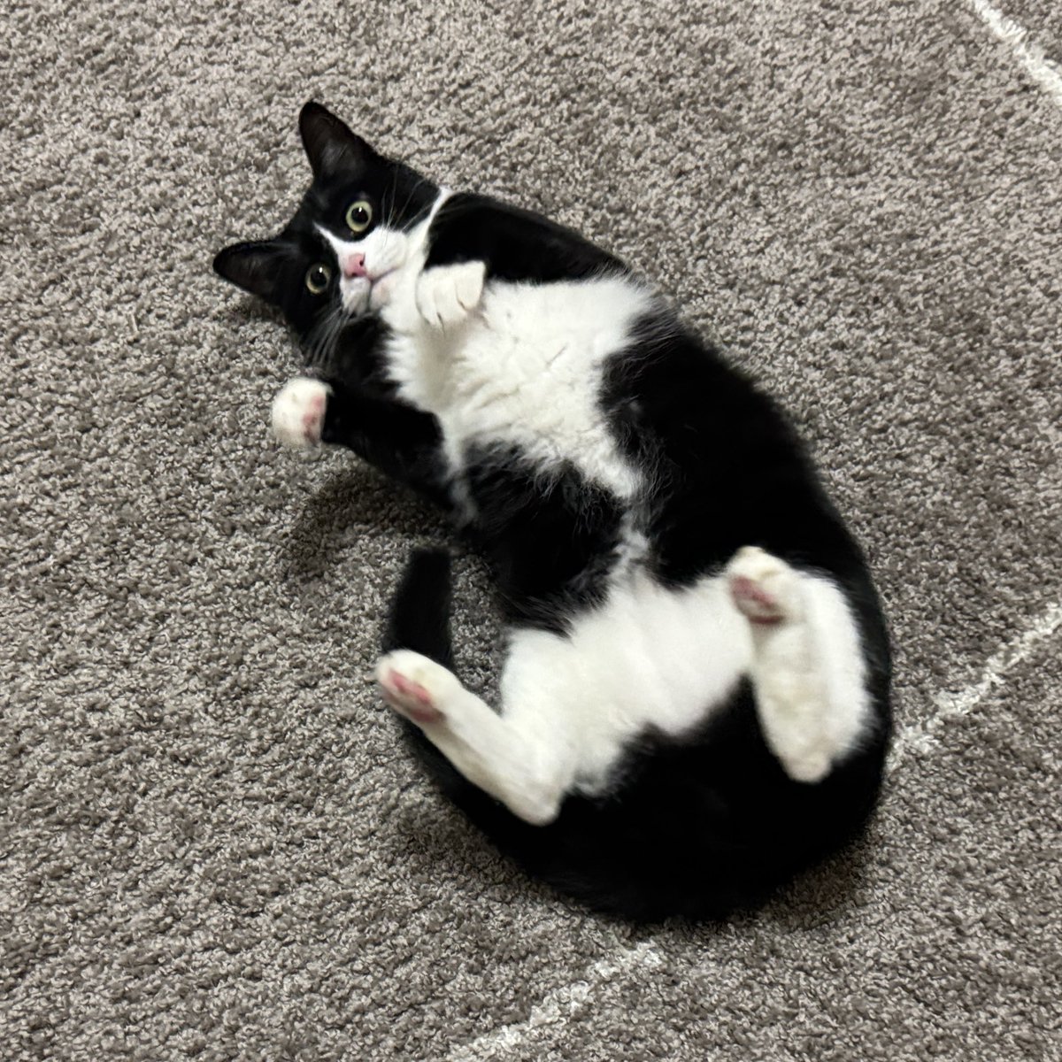 タトゥルヌス (@tabi_211108) on Twitter photo 