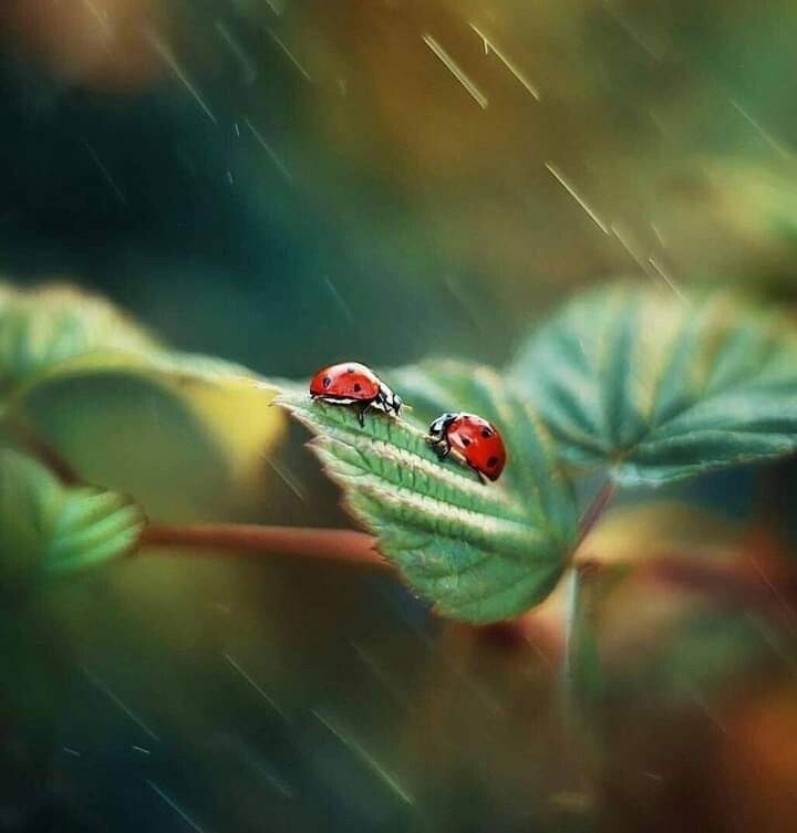 .....

İnsan ancak 

Sevdiğine şiir olur, Başkasına Hikaye.....!!

Bazı yolların sonu yoktur.

Bazı şiirler yarımdır.

Bazı insanlar ne yaparsanız yapın okadardır..