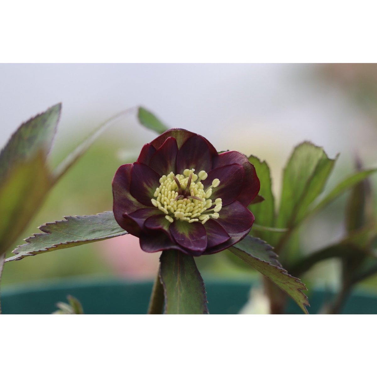 Helleborus atrorubens double/ヘレボルス・アトロルーベンス ダブル