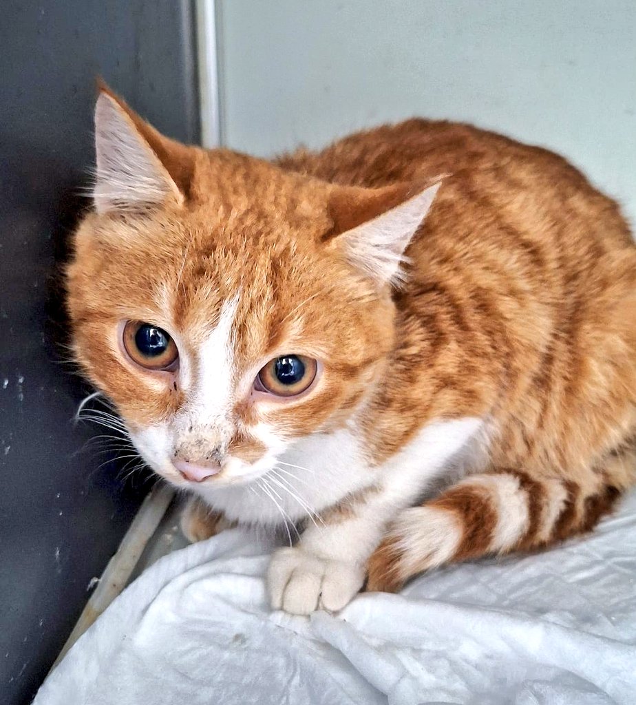 Özel Bir Savaşçıya Yuva Arıyoruz​🐾

​8 aylık bu kedi 2 ay klinik tedavisi gördü. Gençlik hastalığını yendi. FeLV &amp; FIV+.

​✅ İnsana bulaşmaz. 
✅ Düzenli bakımla normal bir ömür sürer.
❌ Evde başka kedi/köpek olmamalıdır. 

​Maddi/manevi sorumluluk alacak, bilinçli bir aile