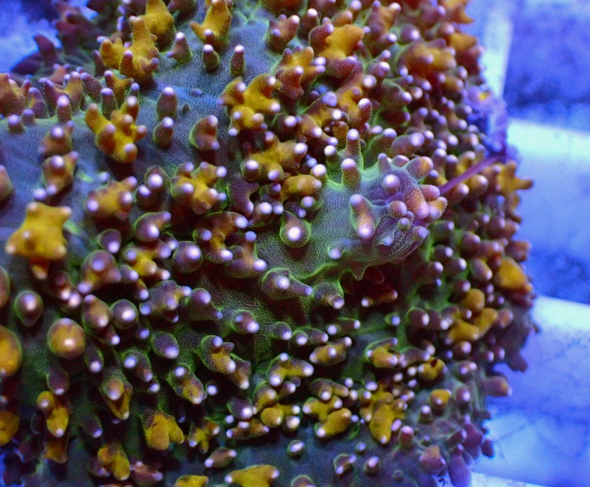 HaleBoppCoralsかいぞく (@HaleBoppCorals) / Posts / X