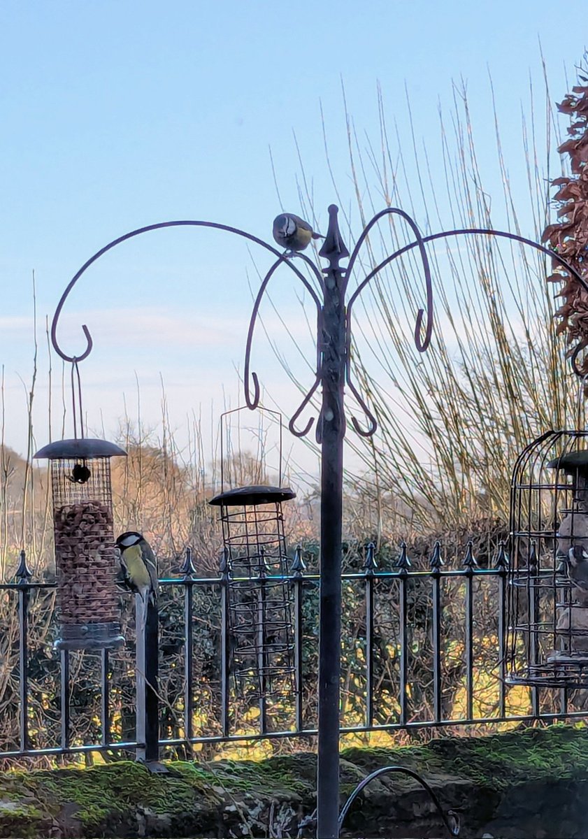 NotBadForHerAge's tweet image. I filled the bird feeders earlier and am enjoying being distracted from my studying by all the birds coming and going. #birdlife #gardenbirds