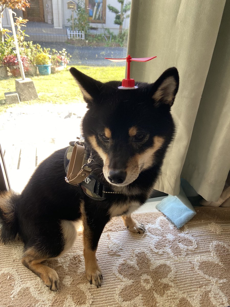 <a href="/Jtarou_0413/">じぇいたろう</a> ス…（姉の借りた）
タケコプター、迷って姉が持ってるからええかとやめました😁