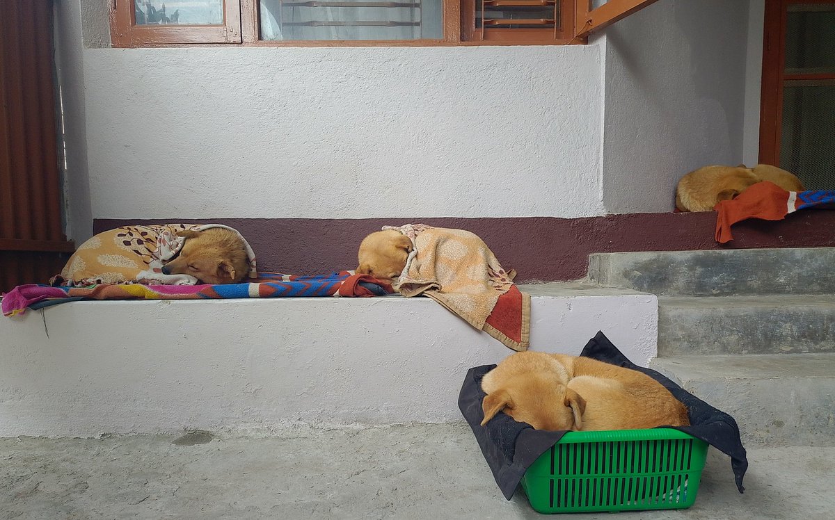 anuradhadogs's tweet photo. Rainy day bliss 🌧️💤
Anuradha and the family fast asleep, wrapped in blankets while the rain sings its lullaby on the window.

 Nothing beats this cozy peace.❤️
#anuradhasreetdogs
#streetdogslove❤️ https://t.co/1VHblKfBK4
