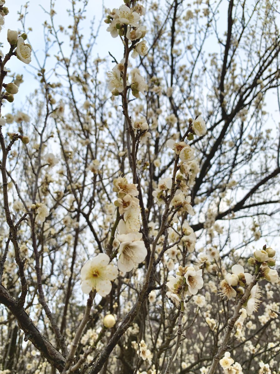 Post by ('ﾜ') on X: 春が来るぞ。