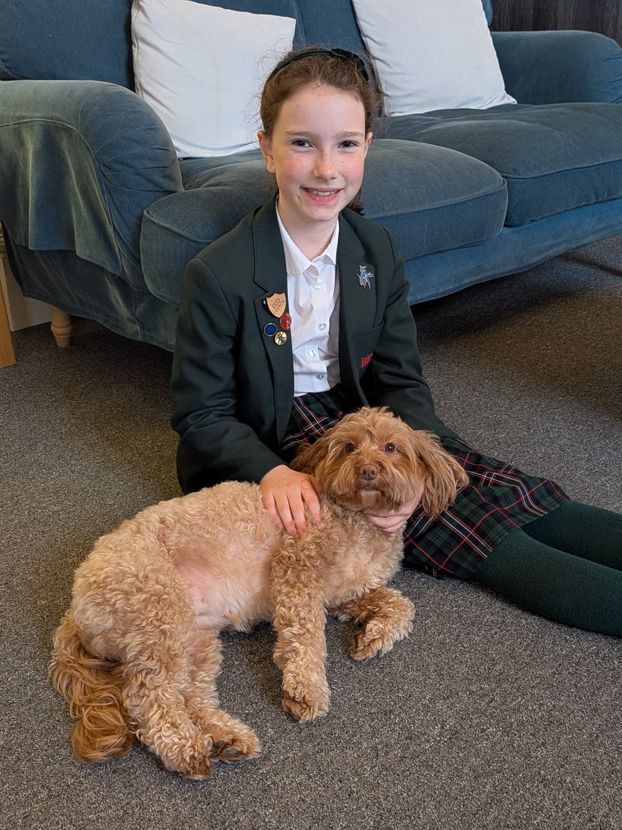 bedesprep's tweet image. Coco, our school dog, offers companionship and calm for our pupils. So many can't help but stop for a cuddle when passing by!