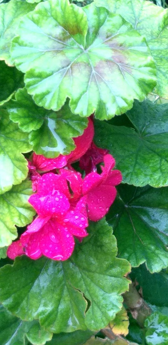 wk8star's tweet photo. #photography #garden #citrus #Oranges #plants #flowers #Geranium #Basilicum #rain #January2026 https://t.co/MQJVwa3R4E